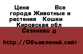 Zolton › Цена ­ 30 000 - Все города Животные и растения » Кошки   . Кировская обл.,Сезенево д.